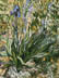 Riproduzione, Copia e Rivisitazioni olio su tela di Vincent Van Gogh by Ida Parigi: Iris